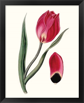 Framed Roseate Blooms II Print