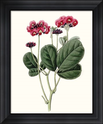 Framed Roseate Blooms III Print