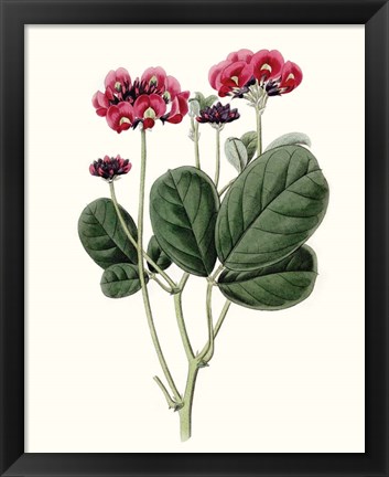 Framed Roseate Blooms III Print