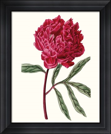 Framed Roseate Blooms IV Print