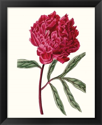 Framed Roseate Blooms IV Print