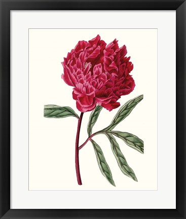 Framed Roseate Blooms IV Print