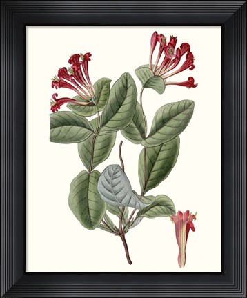Framed Roseate Blooms V Print