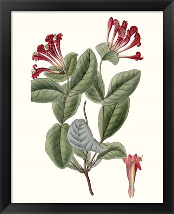 Framed Roseate Blooms V Print
