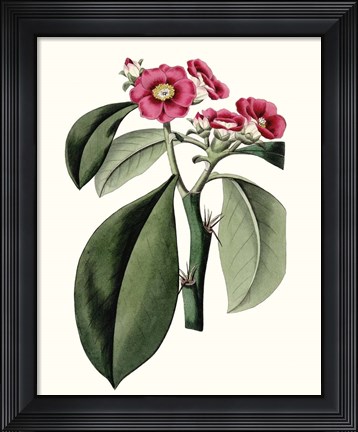 Framed Roseate Blooms VI Print
