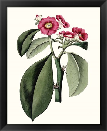 Framed Roseate Blooms VI Print