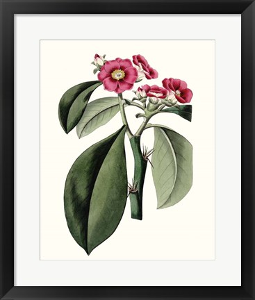 Framed Roseate Blooms VI Print