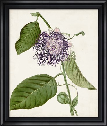 Framed Vintage Passionflower I Print