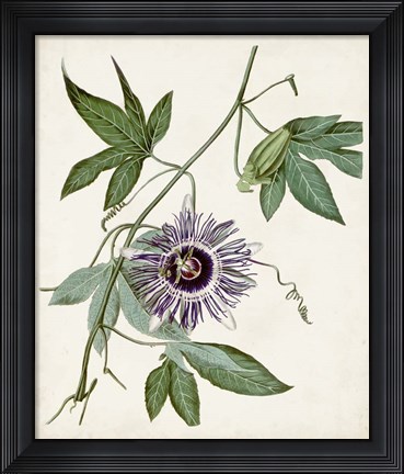 Framed Vintage Passionflower II Print