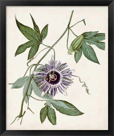 Framed Vintage Passionflower II Print