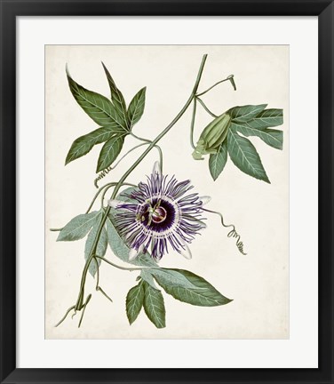 Framed Vintage Passionflower II Print