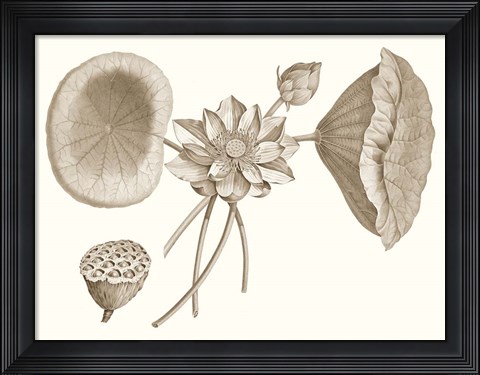 Framed Sepia Water Lily I Print