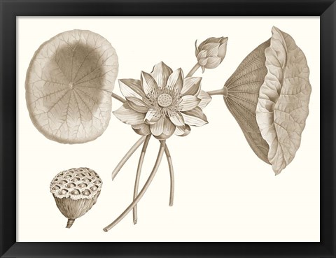 Framed Sepia Water Lily I Print