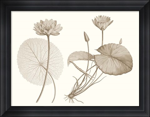 Framed Sepia Water Lily II Print