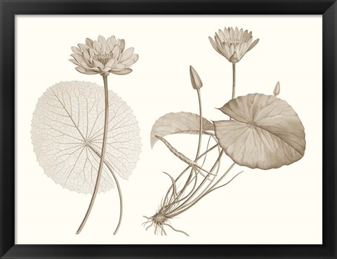 Framed Sepia Water Lily II Print