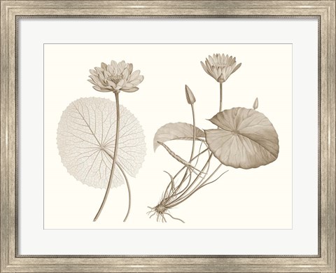 Framed Sepia Water Lily II Print