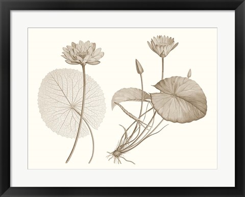 Framed Sepia Water Lily II Print