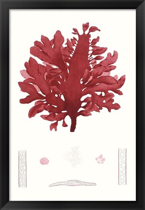 Framed Striking Seaweed I Print