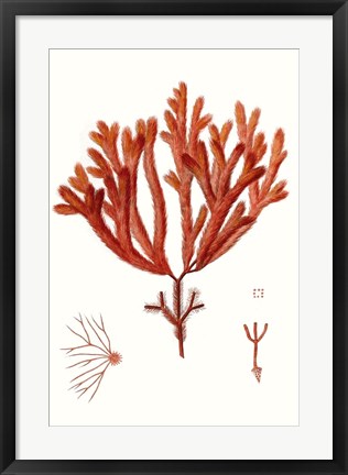 Framed Striking Seaweed II Print