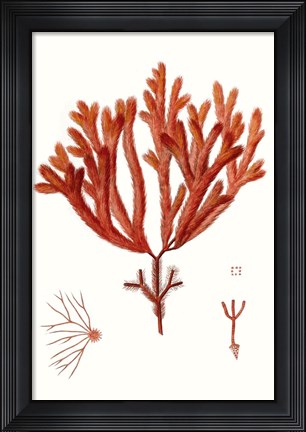 Framed Striking Seaweed II Print