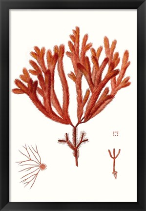 Framed Striking Seaweed II Print