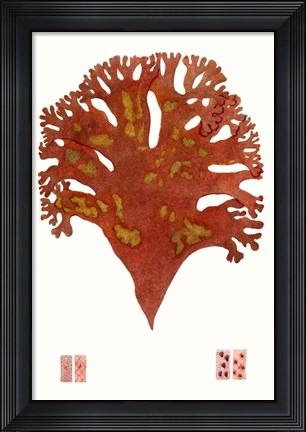 Framed Striking Seaweed III Print