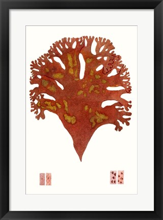 Framed Striking Seaweed III Print