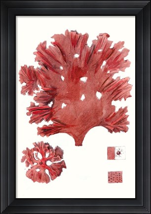 Framed Striking Seaweed IV Print
