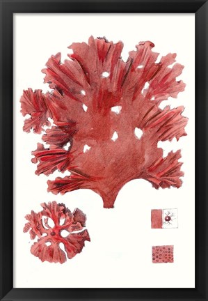 Framed Striking Seaweed IV Print