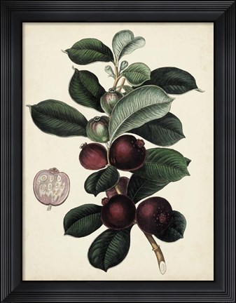 Framed Antique Foliage &amp; Fruit I Print