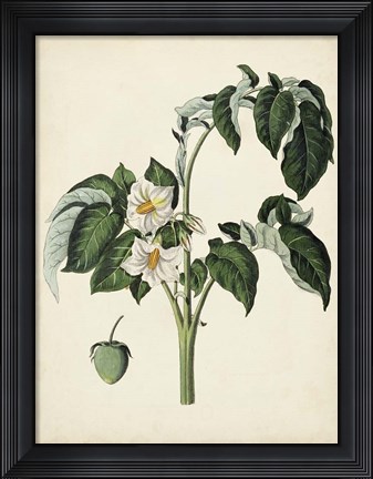 Framed Antique Foliage &amp; Fruit II Print