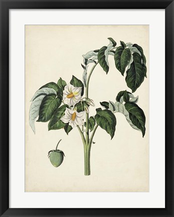 Framed Antique Foliage &amp; Fruit II Print