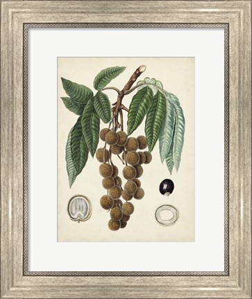 Framed Antique Foliage &amp; Fruit III Print