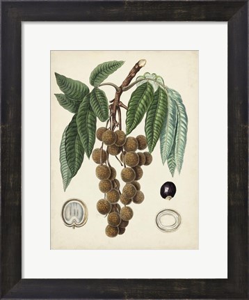 Framed Antique Foliage &amp; Fruit III Print