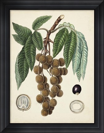 Framed Antique Foliage &amp; Fruit III Print