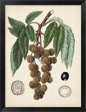 Framed Antique Foliage &amp; Fruit III Print