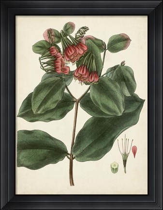 Framed Antique Foliage &amp; Fruit IV Print