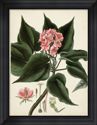 Framed Antique Foliage &amp; Fruit V Print