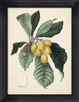 Framed Antique Foliage &amp; Fruit VI Print