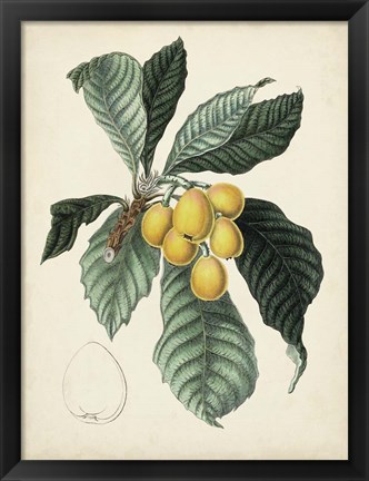 Framed Antique Foliage &amp; Fruit VI Print