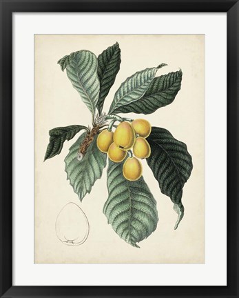 Framed Antique Foliage &amp; Fruit VI Print