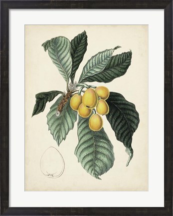 Framed Antique Foliage &amp; Fruit VI Print