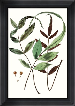 Framed Fern Foliage II Print