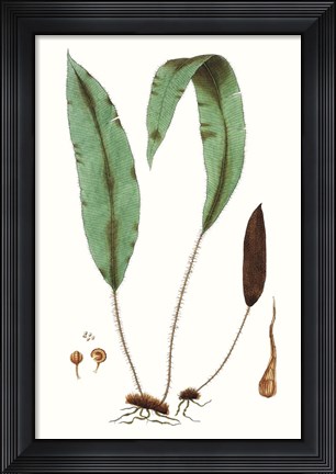 Framed Fern Foliage III Print