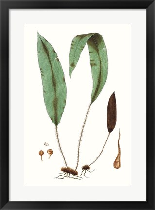 Framed Fern Foliage III Print