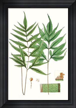 Framed Fern Foliage IV Print