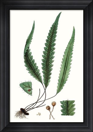 Framed Fern Foliage V Print