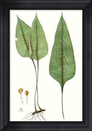 Framed Fern Foliage VI Print