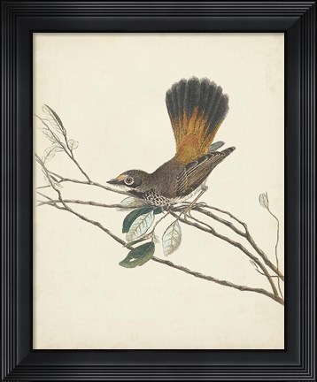 Framed Graceful Birds II Print