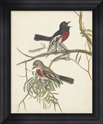 Framed Graceful Birds IV Print